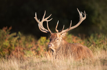 Majestic red deer stag with large antlers lying on grass in a meadow