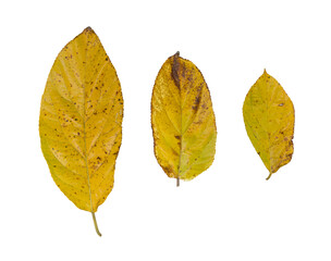 Three dry yellow-brown autumn leaves isolated on transparent