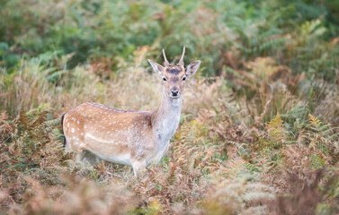 Young fallow deer stag standing among ferns in autumn meadow