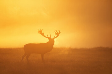 Fototapeta premium Silhouette of red deer stag roaring in misty field at golden sunrise
