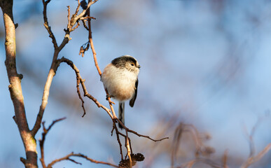Long-tailed Tit perched on a tree branch against blue sky