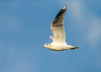 Ring-billed Gull in flight with wings spread against clear blue sky