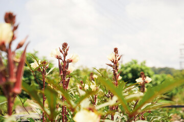 Pink flowers in the garden 
