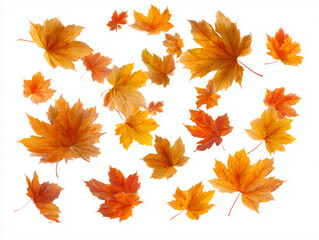 Autumn leaves on a white background