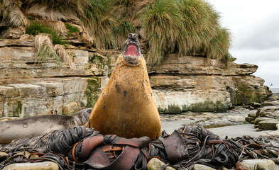 Dominant Southern Elephant Seal roaring on a rocky beach in the Falkland Islands