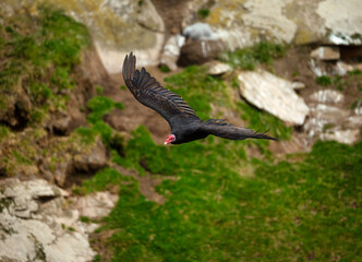 Turkey Vulture in flight in Falkland Islands