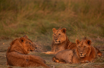 Male lions seperated from Rongai pride relaxing at Masai Mara, Kenya