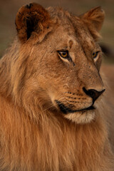 Portrait of a male lion, Masai Mara, Kenya