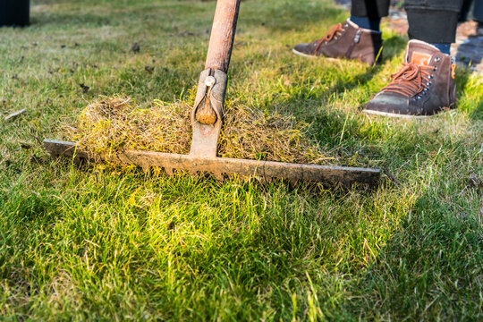Cleaning up the grass with a rake. Aerating and scarifying the lawn in the garden.