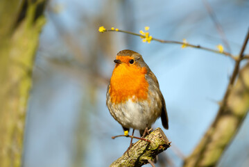 European Robin perched on a tree branch in spring