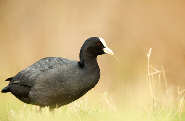 Portrait of a Eurasian Coot standing in grass
