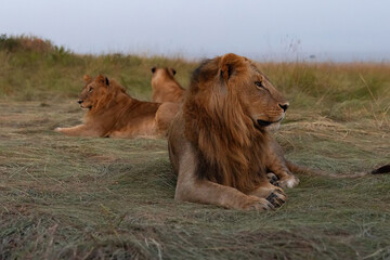 Lions seperated from Rongai pride relaxing at Masai Mara, Kenya