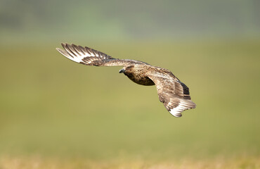 Close-up of a Great skua in flight