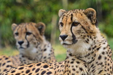 Cheetah portrait in the wild

