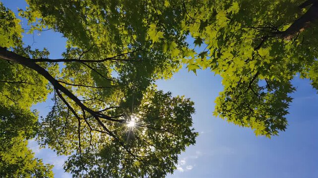 Majestic old tree viewed from below, sprawling branches reaching wide, lush green leaves glowing in sunlight