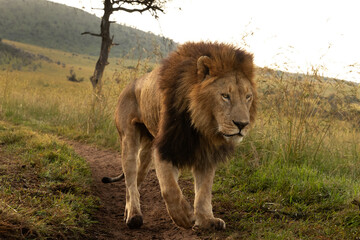 Closeup of a lion walking in the morning at Masai Mara, Kenya