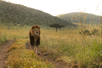 The king of Black rock pride walking at Masai Mara, Kenya