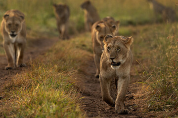 Lions of black rock pride walking in Savannah, Masai Mara, Kenya