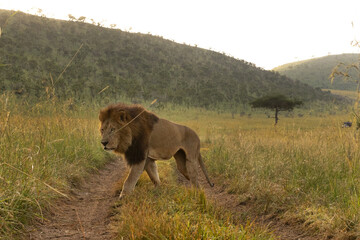 A lion walking in the morning at Masai Mara, Kenya