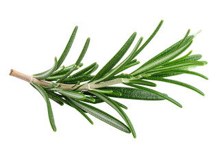 Fototapeta premium Close-up of a sprig of fresh rosemary. Vivid green leaves, woody stem, against black background