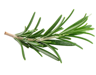 Close-up of a sprig of fresh rosemary. Vivid green leaves, woody stem, against black background