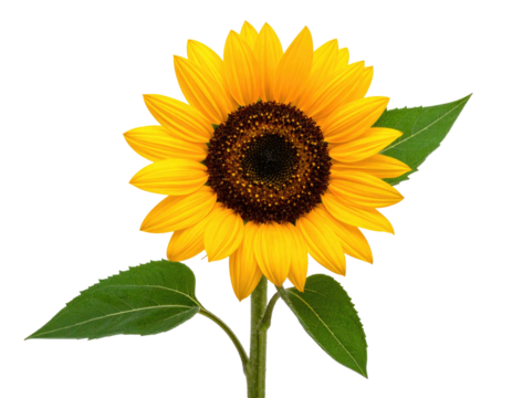 A vibrant, close-up photograph showcasing a fully bloomed sunflower, isolated on black