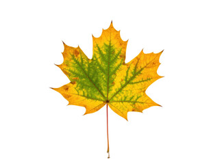 Fototapeta premium A vibrant, detailed photograph of a maple leaf with a gradient of fall colors, set against black