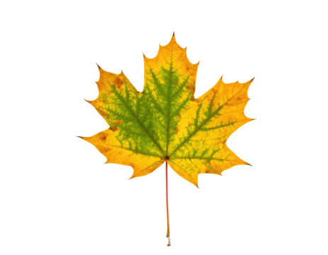 A vibrant, detailed photograph of a maple leaf with a gradient of fall colors, set against black