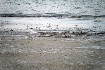 Oiseaux sur la plage .