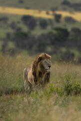 Portrait of a lion at Masai Mara, Kenya