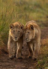 A pair of Lions of black rock pride at Masai Mara, Kenya