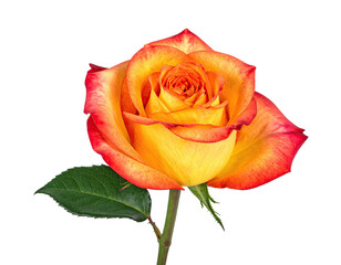 Isolated rose blooms displaying brilliant hues of orange, yellow, and red on a pitch-black backdrop