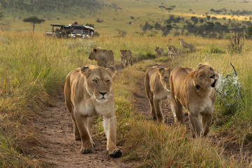 Closeup of Lions of black rock pride moving on mudtrack  in Savannah, Masai Mara, Kenya