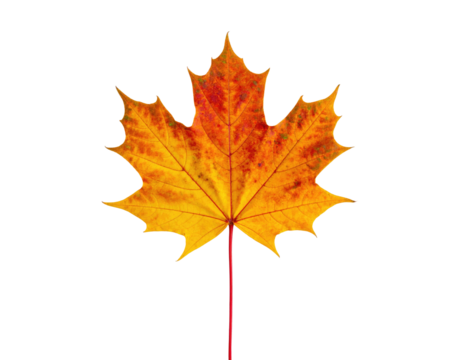 Close-up of a single, vibrant autumn leaf with jagged edges against a stark, black background