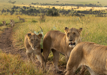 Naklejka premium Closeup of Lions of black rock pride moving in Savannah, Masai Mara, Kenya