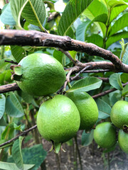 A close-up of fresh Guava hanging on tree, Fresh Green Guavas on Tree, Unripe guayaba in green color 