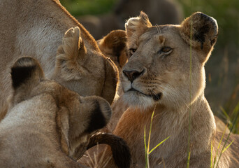 A closeup and backlit image of lions, Masai Mara, Kenya