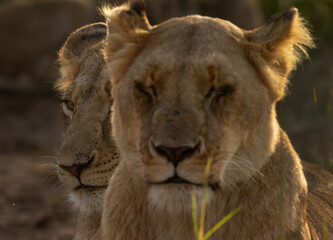 A closeup shot with selective focus on back lion at Masai Mara, Kenya