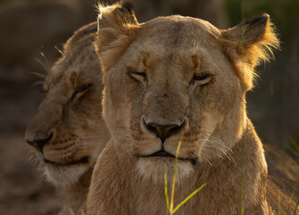 Portrait of a lion selective focus in front, Masai Mara, Kenya