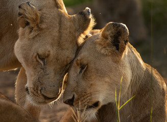 Closeup of a pair of Lion of black rock pride showing affection to each other, Masai Mara, Kenya