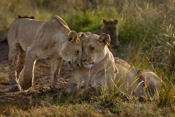 Lions of black rock pride showing love and affection, Masai Mara, Kenya