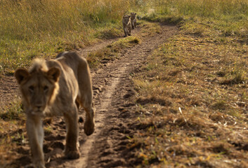 Lions of black rock pride moving in Savannah, Masai Mara, Kenya. selective focus on back