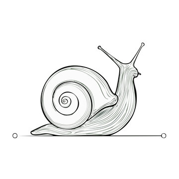 Simple elegant snail line drawing with detailed spiral shell and extended eyestalks
