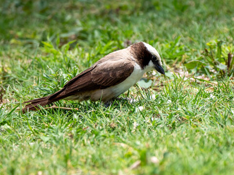 A white-capped shrike (Eurocephalus anguitimens), photographed in Etosha National Park.