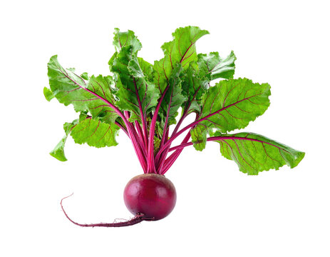Close-up of a fresh, whole beet with vibrant green leaves and a deep red root