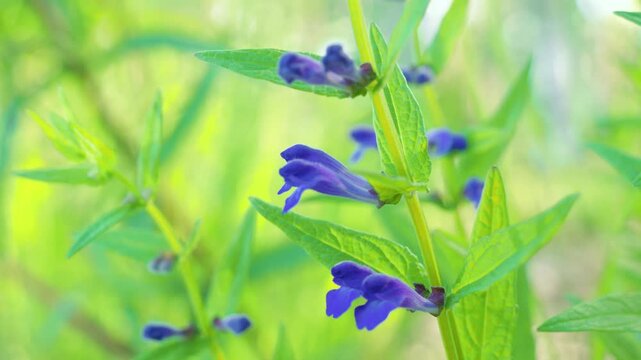 Blue flowers of Marsh skullcap