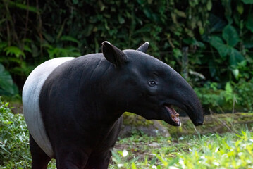 Fototapeta premium Close up portrait of a Malayan tapir (Tapirus indicus). Malayan Tapir that is the largest tapir of Asia.