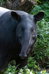 Fototapeta premium Close up portrait of a Malayan tapir (Tapirus indicus). Malayan Tapir that is the largest tapir of Asia.