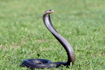 The Javan spitting cobra (Naja sputatrix), also called Indonesian cobra, javanese spitting cobra on a grassland