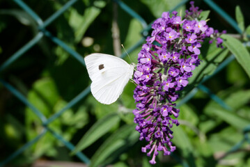 Large white butterfly (Pieris brassicae) perched on summer lilac in Zurich, Switzerland